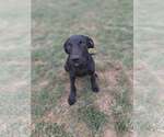 Scratchy - Male Great Dane-Unknown Mix Dog for Adoption - Small photo
