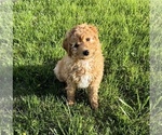 Puppy Cupid Poodle (Standard)