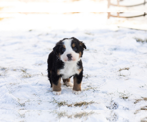 Bernese Mountain Dog Puppy for sale in MILLERSBURG, IN, USA