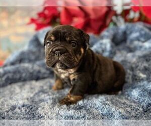 English Bulldog Puppy for sale in OOLOGAH, OK, USA