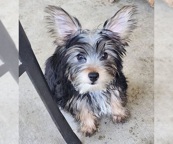 Medium Photo #3 Mutt Puppy For Sale in Tustin, CA, USA