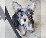 Small #2 Mutt