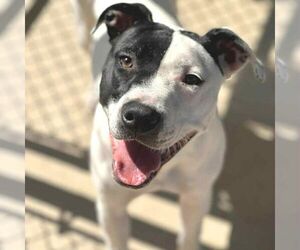 American Pit Bull Terrier-Unknown Mix Dogs for adoption in Martinsburg, WV, USA