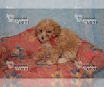 Small #2 Poodle (Toy)