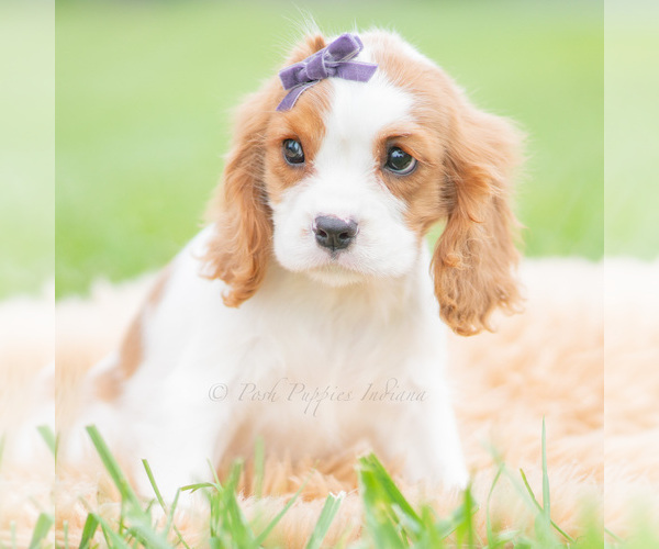 Medium Photo #5 Cavalier King Charles Spaniel Puppy For Sale in WARSAW, IN, USA