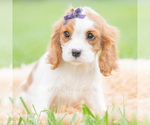 Small #4 Cavalier King Charles Spaniel