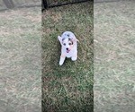 Image preview for Ad Listing. Nickname: Merle Corgi