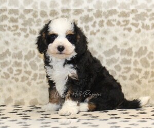 Miniature Bernedoodle Puppy for sale in DENVER, PA, USA