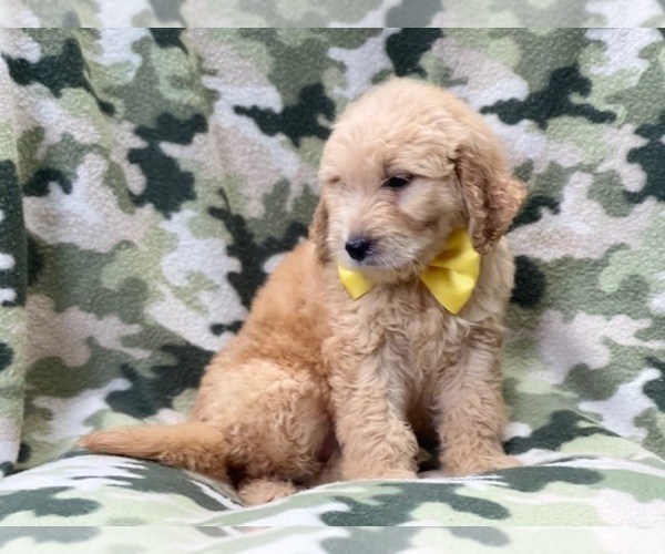 Medium Photo #9 Double Doodle Puppy For Sale in LAKELAND, FL, USA