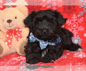 YorkiePoo Puppy for sale in COSHOCTON, OH, USA