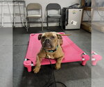 Small #13 American Bulldog Mix