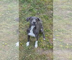 Small #2 Mutt