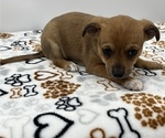 Small Photo #6 Jack Chi Puppy For Sale in SAINT AUGUSTINE, FL, USA