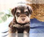 Image preview for Ad Listing. Nickname: Harvey