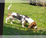 Small #1 Basset Hound