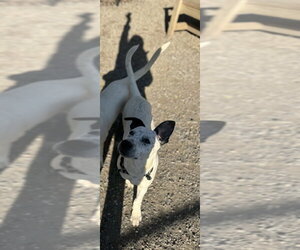 Labrador Retriever-Unknown Mix Dogs for adoption in Elmsford, NY, USA