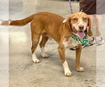 Small #1 Beagle
