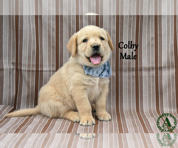 Medium Photo #19 Golden Labrador Puppy For Sale in BRIDGEWATER, VA, USA