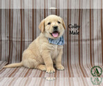 Puppy Colby Golden Labrador