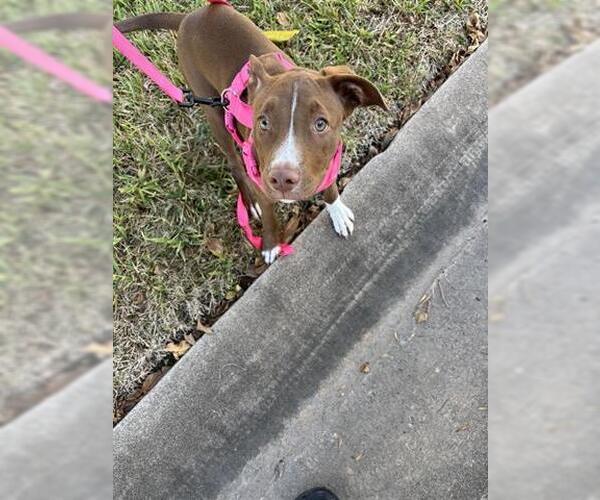 Medium Photo #1 Mutt Puppy For Sale in Houston, TX, USA