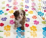 Small #4 Cockapoo (Toy)-Poodle (Toy) Mix