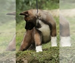 Small #1 Akita