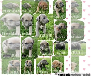 Cane Corso Puppy for sale in BETHEL, PA, USA