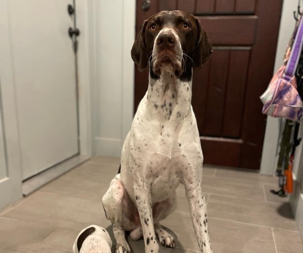 Full screen Photo #1 German Shorthaired Pointer Puppy For Sale in ROCKLIN, CA, USA