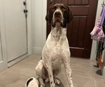 Small Photo #1 German Shorthaired Pointer Puppy For Sale in ROCKLIN, CA, USA