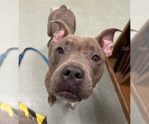 Mutt Dogs for adoption in Boston, MA, USA