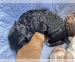 Small #5 Labradoodle