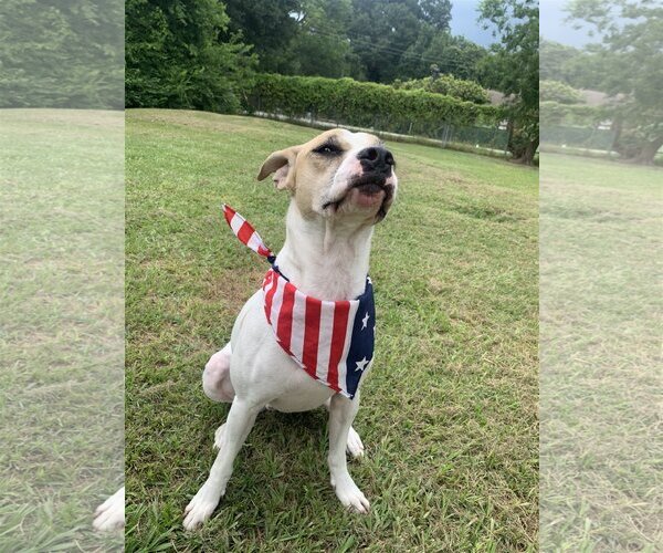 Medium Photo #11 Mutt Puppy For Sale in Spring, TX, USA