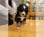Small Photo #3 Bernese Mountain Dog Puppy For Sale in JONESBORO, AR, USA