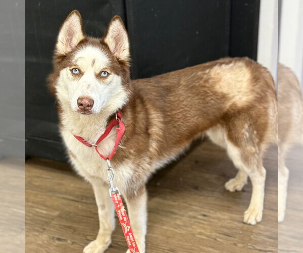 Medium Photo #3 Siberian Husky Puppy For Sale in Canton, CT, USA