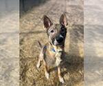Small German Shepherd Dog