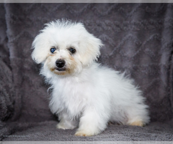 Medium Photo #3 Bichon Frise Puppy For Sale in WAKARUSA, IN, USA