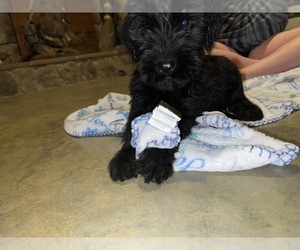 Schnauzer (Giant) Puppy for sale in LA PLATA, MD, USA