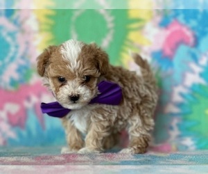 Poodle (Toy) Puppy for sale in LANCASTER, PA, USA