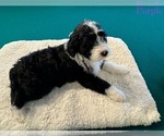 Puppy Puppy PURPLE Portuguese Water Dog