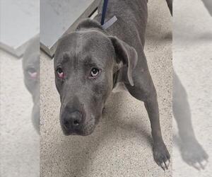 Mutt Dogs for adoption in Bakersfield, CA, USA