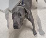 *CURLY BILL - Male Mutt Dog for Adoption - Small photo