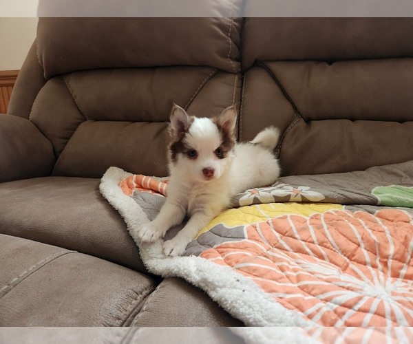 Medium Photo #11 Pomsky Puppy For Sale in DALLAS, NC, USA