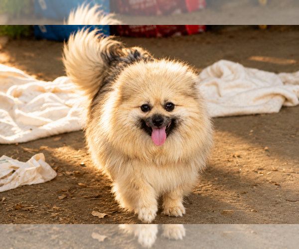 Medium Photo #12 Pomeranian Puppy For Sale in CLARE, MI, USA