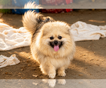 Small Photo #12 Pomeranian Puppy For Sale in CLARE, MI, USA