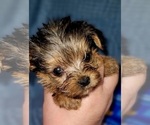Puppy Ruby Yorkshire Terrier