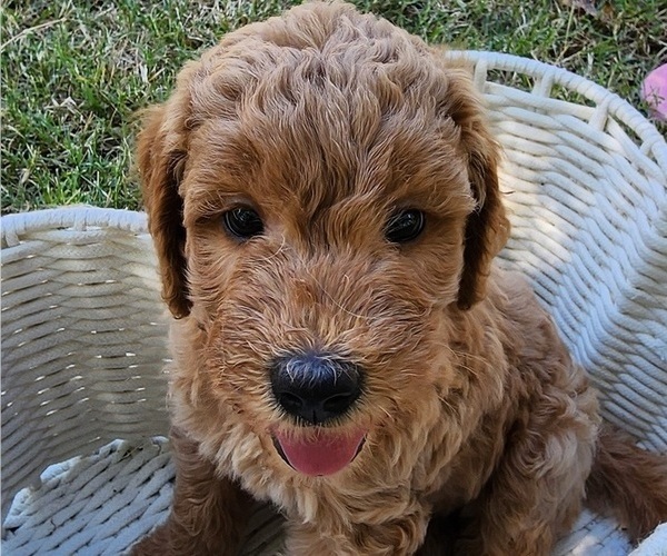 Medium Photo #5 Doodle-Goldendoodle Mix Puppy For Sale in WACO, TX, USA