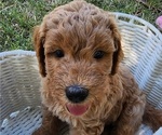 Small #4 Doodle-Goldendoodle Mix