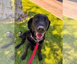 Small #7 Labrador Retriever Mix