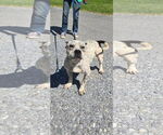 Small #2 American Pit Bull Terrier