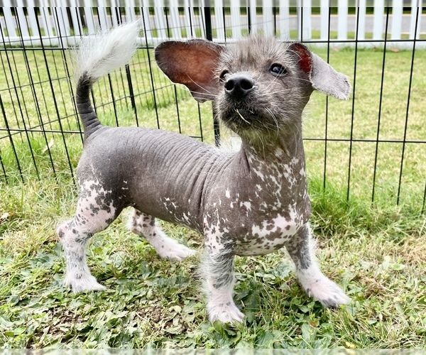 Medium Photo #1 Crestoxie Puppy For Sale in FAYVILLE, MA, USA
